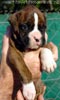 W Litter Flashy Brindle Boy