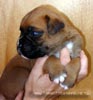 W Litter Plain Fawn Boy