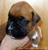 W Litter Plain Fawn Boy