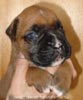 W Litter Plain Fawn Boy
