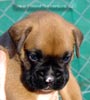 W Litter Plain Fawn Boy
