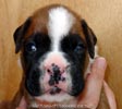 W Litter Flashy Fawn Boy