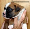 W Litter Flashy Fawn Boy