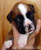 W Litter Flashy Fawn Boy