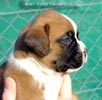 W Litter Flashy Fawn Boy