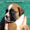 W Litter Flashy Fawn Boy