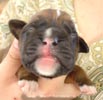 Tanyati X Litter