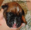 Tanyati X Litter