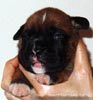 Tanyati X Litter