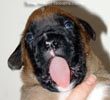 Tanyati X Litter
