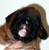 Tanyati X Litter
