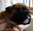Tanyati X Litter