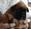 Tanyati X Litter