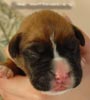 Tanyati X Litter