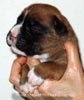 Tanyati X Litter