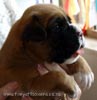 Tanyati X Litter