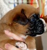 Tanyati X Litter