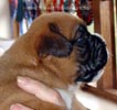Tanyati X Litter