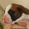 Tanyati X Litter