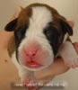 Tanyati X Litter