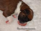 Tanyati X Litter