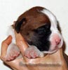 Tanyati X Litter