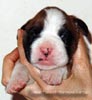 Tanyati X Litter