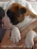Tanyati X Litter