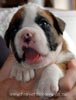 Tanyati X Litter