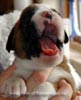 Tanyati X Litter