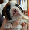 Tanyati X Litter