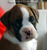 Tanyati X Litter
