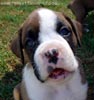 Tanyati X Litter