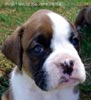 Tanyati X Litter