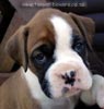 Tanyati X Litter