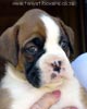Tanyati X Litter
