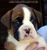 Tanyati X Litter