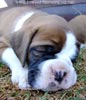 Tanyati X Litter