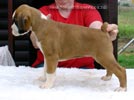 Tanyati X Litter
