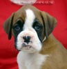 Tanyati X Litter