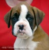Tanyati X Litter