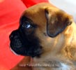 Tanyati X Litter
