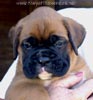 Tanyati X Litter