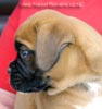 Tanyati X Litter