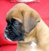 Tanyati X Litter