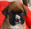 Tanyati X Litter