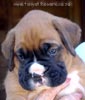 Tanyati X Litter