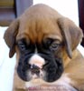 Tanyati X Litter