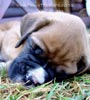 Tanyati X Litter