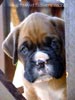 Tanyati X Litter